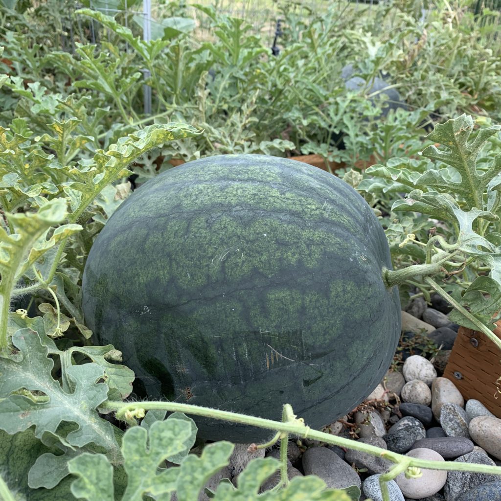 Sugar Baby Icebox Watermelon