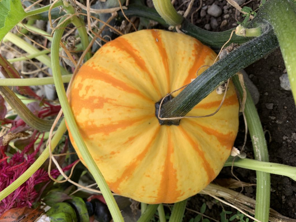 The surprise pumpkin