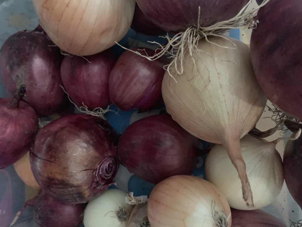 Variety of sweet onions containing Walla Walla Sweets and Sweet Red Onions
